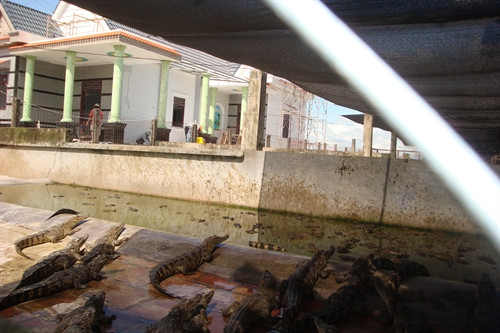 Chuồng nuôi cá sấu của anh Nguyễn Giải Phóng