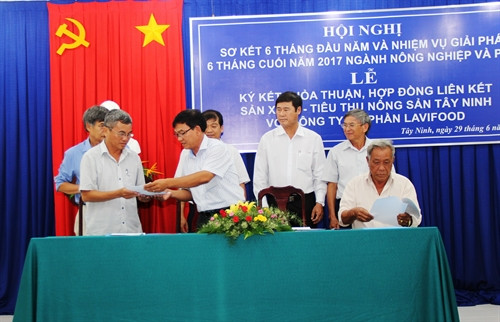 Công ty Cổ phần Lavifood ký hợp đồng mua sản phẩm trái cây cho nông dân Tây Ninh. Ảnh: Lê Đức Hoảnh - TTXVN Công ty Cổ phần Lavifood ký hợp đồng mua sản phẩm trái cây cho nông dân Tây Ninh. Ảnh: Lê Đức Hoảnh - TTXVN