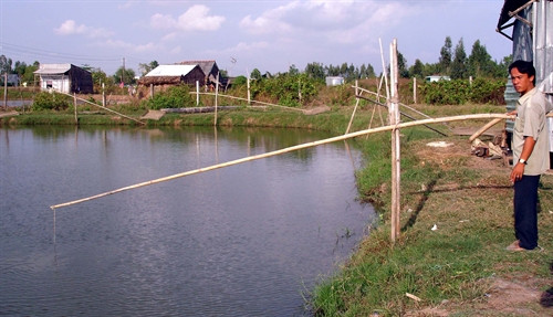 Anh Bùi Xuân Tương, ở xã Vĩnh Mỹ B -huyện Hòa Bình -Bạc Liêu đang thăm ao nuôi cá chình