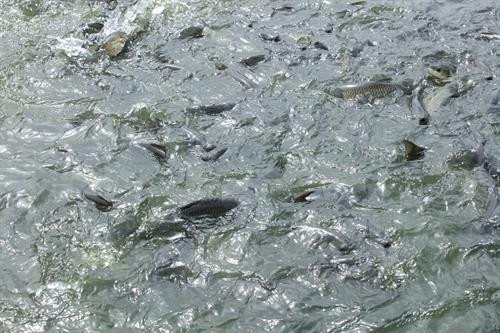 Kiểm tra tình hình sản xuất thủy sản tại Hợp tác xã nông sản Bảo An.