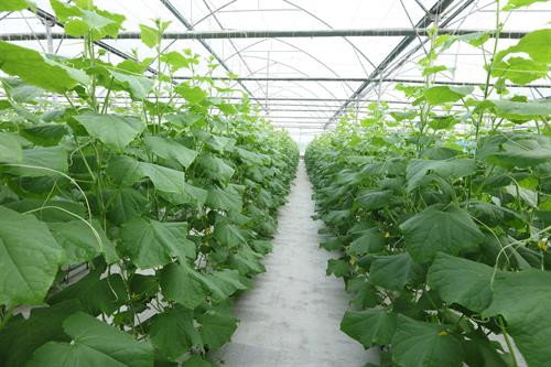 Đoàn kiểm tra một số cơ sở sản xuất nông lâm thủy sản an toàn tiêu thụ tại tỉnh Hà Nam và cung ứng cho thành phố Hà Nội.