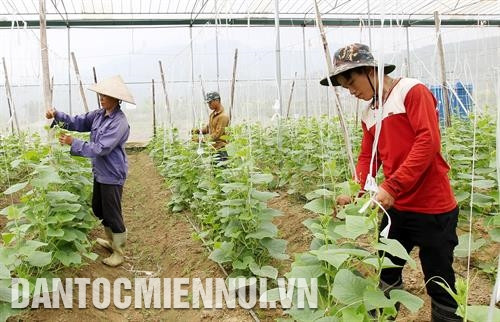 Thanh niên dân tộc thiểu số ứng dụng công nghệ cao vào sản xuất nông nghiệp. Ảnh: Hương Thu Thanh niên dân tộc thiểu số ứng dụng công nghệ cao vào sản xuất nông nghiệp. Ảnh: Hương Thu