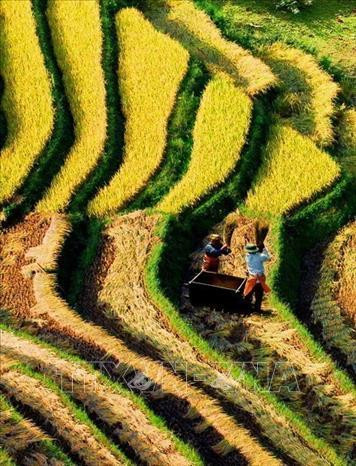 Rực rỡ mùa vàng Mù Cang Chải. Ảnh: TTXVN Rực rỡ mùa vàng Mù Cang Chải. Ảnh: TTXVN