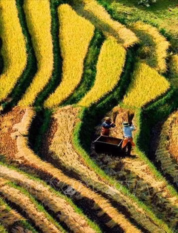 Rực rỡ mùa vàng Mù Cang Chải. Ảnh: TTXVN