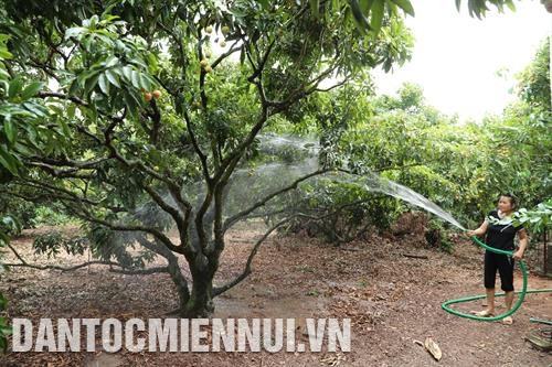 Hộ gia đình bà Chu Thị Hòe, thôn Nhập Thành, xã Nghĩa Hồ, huyện Lục Ngạn chăm sóc cây vải.