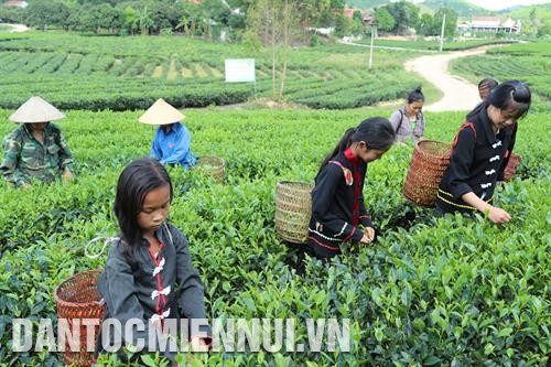 Các em nhỏ dân tộc Cao Lan ở bản Ven, xã Xuân Lương, huyện Yên Thế tranh thủ ngày hè giúp gia đình thu hoạch chè. Hộ gia đình anh Hoàng Văn Tùng, bản Ven, xã Xuân Lương, huyện Yên Thế đang sao chè.