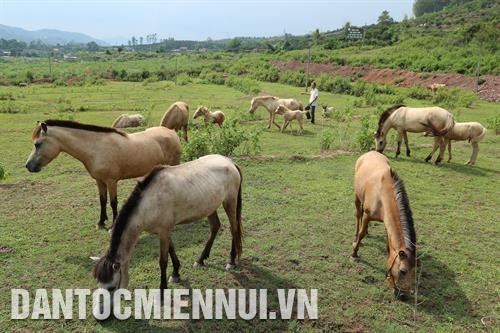 Gia đình ông Vi Hải Âu, thôn Chả, xã Phong Vân, huyện Lục Ngạn có 15 con ngựa bạch, đem lại thu nhập từ 50 triệu đồng/năm.