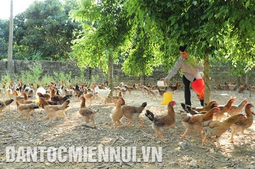 Cán bộ thú y Ngô Văn Long đang kiểm tra chất lượng thức ăn cho đàn gà của hộ gia đình tại thôn Tân Tiến, xã Đồng Tâm, huyện Yên Thế.