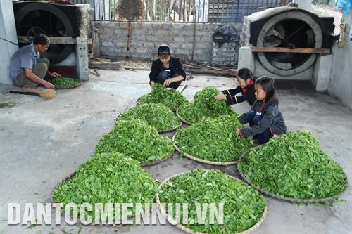 Các em nhỏ dân tộc Cao Lan ở bản Ven, xã Xuân Lương, huyện Yên Thế tranh thủ ngày hè giúp gia đình thu hoạch chè. Hộ gia đình anh Hoàng Văn Tùng, bản Ven, xã Xuân Lương, huyện Yên Thế đang sao chè.