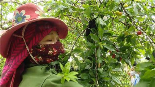 Người dân xã Chiềng Cọ, thành phố Sơn La, tỉnh Sơn La, thu hoạch quả mận tam hoa, nhưng không bán được do ảnh hưởng của dịch COVID-19. Ảnh: TTXVN phát Người dân xã Chiềng Cọ, thành phố Sơn La, tỉnh Sơn La, thu hoạch quả mận tam hoa, nhưng không bán được do ảnh hưởng của dịch COVID-19. Ảnh: TTXVN phát