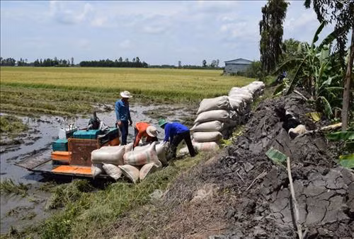 Trước nguy cơ bị lũ đe doạ, anh Lê Văn Duyên ở xã Thạnh Lợi quyết định thu hoạch lúa sớm. Ảnh: Chương Đài - TTXVN
