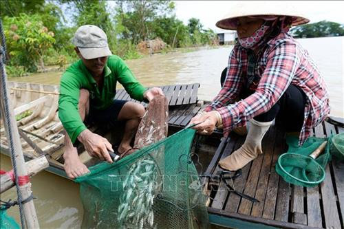 Vợ chồng chị Nguyễn Thị Kiều Phượng, ngụ tại ấp Phước Khánh, xã Phước Hưng, huyện An Phú, tỉnh An Giang thu hoạch cá linh sau một đêm đặt lọp. Ảnh: Anh Đức - TTXVN Vợ chồng chị Nguyễn Thị Kiều Phượng, ngụ tại ấp Phước Khánh, xã Phước Hưng, huyện An Phú, tỉnh An Giang thu hoạch cá linh sau một đêm đặt lọp. Ảnh: Anh Đức - TTXVN