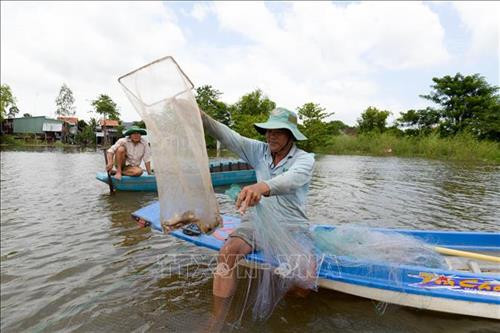 Nông dân Nguyễn Văn Cơi, ngụ ấp Vĩnh Lịnh, xã Vĩnh Hậu, huyện An Phú, tỉnh An Giang đang thu hoạch cá đồng với số lượng ít ỏi. Ảnh: Anh Đức-TTXVN