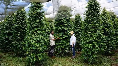 Anh Ngô Văn Tiên trong vườn tiêu sạch của mình. Ảnh: Hồng Điệp - TTXVN