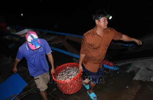 Người dân mang cá ra bán cho các thương lái ở chợ cá huyện Vĩnh Hưng, tỉnh Long An. Ảnh: Bùi Giang - TTXVN Người dân mang cá ra bán cho các thương lái ở chợ cá huyện Vĩnh Hưng, tỉnh Long An. Ảnh: Bùi Giang - TTXVN
