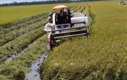 Người dân chủ động thu hoạch lúa sớm để tránh nguy cơ thiệt hại. Ảnh: Chương Đài - TTXVN
