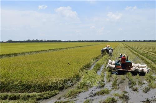 Người dân chủ động thu hoạch lúa sớm để tránh nguy cơ thiệt hại. Ảnh: Chương Đài - TTXVN