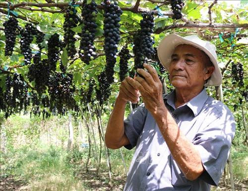 Vườn nho giống Syrah dùng để sản xuất rượu vang nổi tiếng của Ninh Thuận. Ảnh: Nguyễn Thành -TTXVN