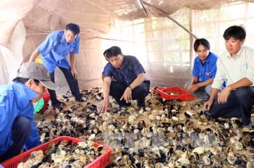 Chọn gà giống để nuôi. Ảnh: Lê Sen - TTXVN