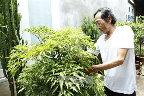Ông Trần Văn Tường chăm sóc cây. Ảnh: Dương Ngọc – TTXVN Ông Trần Văn Tường chăm sóc cây. Ảnh: Dương Ngọc – TTXVN