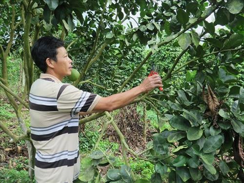 Anh Nguyễn Văn Quý, nông dân xã Sơn Trung chăm sóc cây bưởi da xanh, loại cây cho hiệu quả kinh tế cao. Ảnh: Phan Sáu - TTXVN