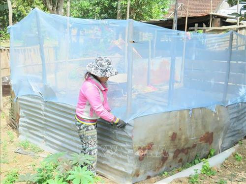 Chị Bo Bo Thị Biểu, xã Sơn Trung làm chuồng nuôi vịt trời, mô hình kinh tế cho hiệu quả kinh tế cao. Ảnh: Phan Sáu - TTXVN