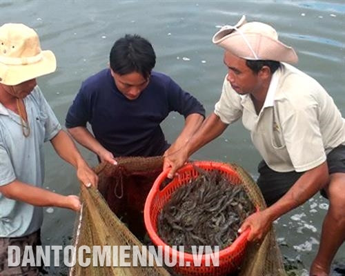 Tôm thẻ nuôi hai đoạn có năng suất cao Tôm thẻ nuôi hai đoạn có năng suất cao