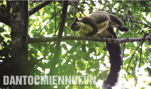 Hồ Tà Đùng nằm trong Vườn Quốc gia Tà Đùng có hàng trăm đảo lớn nhỏ, được mệnh danh là “Vịnh Hạ Long" của Tây Nguyên. Ảnh: Ngọc Minh Kiểm lâm Vườn Quốc gia Tà Đùng tuần tra, bảo vệ rừng. Ảnh: Ngọc Minh Vườn Quốc gia Tà Đùng có hệ thực vật phong phú bậc nhất Tây Nguyên. Ảnh: Ngọc Minh Nhiều loại động vật quý hiếm, có nguy cơ tuyệt chủng đang được bảo vệ tại Vườn Quốc gia Tà Đùng. Ảnh: Ngọc Minh Hồ Tà Đùng nằm trong Vườn Quốc gia Tà Đùng có hàng trăm đảo lớn nhỏ, được mệnh danh là “Vịnh Hạ Long" của Tây Nguyên. Ảnh: Ngọc Minh Kiểm lâm Vườn Quốc gia Tà Đùng tuần tra, bảo vệ rừng. Ảnh: Ngọc Minh Vườn Quốc gia Tà Đùng có hệ thực vật phong phú bậc nhất Tây Nguyên. Ảnh: Ngọc Minh Nhiều loại động vật quý hiếm, có nguy cơ tuyệt chủng đang được bảo vệ tại Vườn Quốc gia Tà Đùng. Ảnh: Ngọc Minh