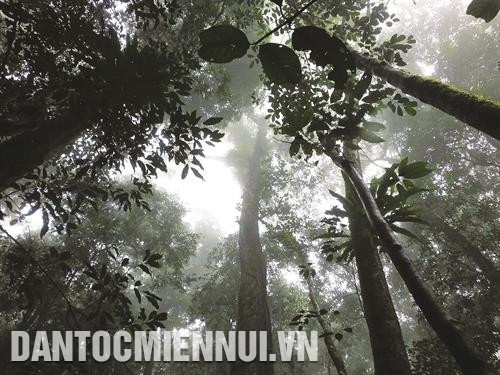 Hồ Tà Đùng nằm trong Vườn Quốc gia Tà Đùng có hàng trăm đảo lớn nhỏ, được mệnh danh là “Vịnh Hạ Long" của Tây Nguyên. Ảnh: Ngọc Minh Kiểm lâm Vườn Quốc gia Tà Đùng tuần tra, bảo vệ rừng. Ảnh: Ngọc Minh Vườn Quốc gia Tà Đùng có hệ thực vật phong phú bậc nhất Tây Nguyên. Ảnh: Ngọc Minh Nhiều loại động vật quý hiếm, có nguy cơ tuyệt chủng đang được bảo vệ tại Vườn Quốc gia Tà Đùng. Ảnh: Ngọc Minh