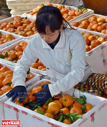 “Vương quốc” quýt hồng Lai Vung ảnh 12