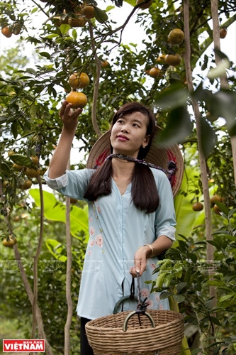“Vương quốc” quýt hồng Lai Vung ảnh 9 “Vương quốc” quýt hồng Lai Vung ảnh 9
