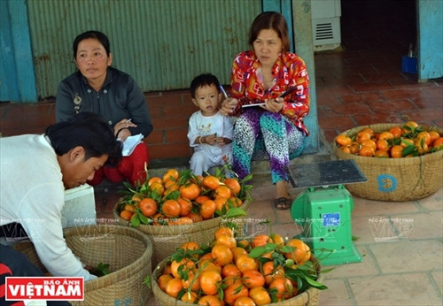“Vương quốc” quýt hồng Lai Vung ảnh 13