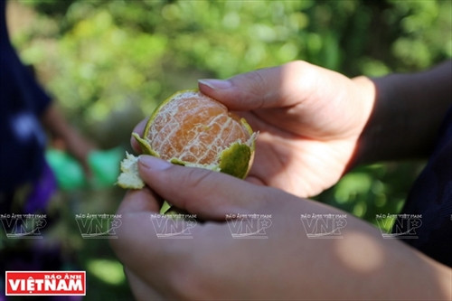 “Vương quốc” quýt hồng Lai Vung ảnh 5 “Vương quốc” quýt hồng Lai Vung ảnh 5