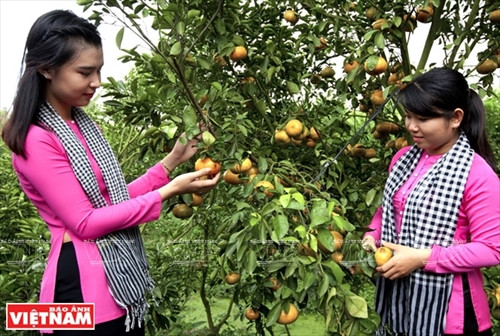 “Vương quốc” quýt hồng Lai Vung ảnh 8 “Vương quốc” quýt hồng Lai Vung ảnh 8