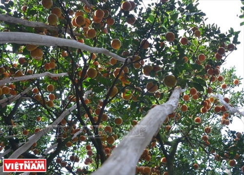 “Vương quốc” quýt hồng Lai Vung ảnh 2