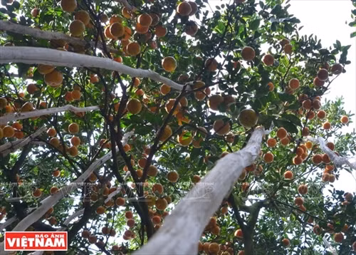 “Vương quốc” quýt hồng Lai Vung ảnh 2