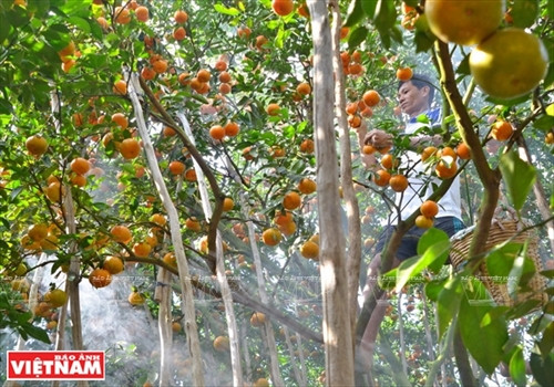 “Vương quốc” quýt hồng Lai Vung ảnh 3