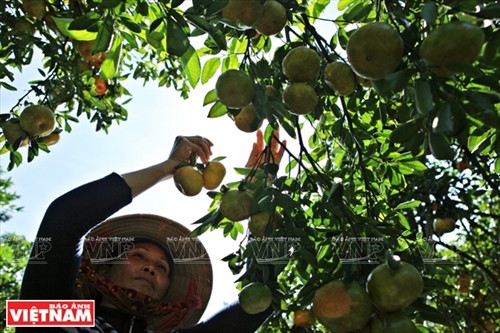 “Vương quốc” quýt hồng Lai Vung ảnh 4