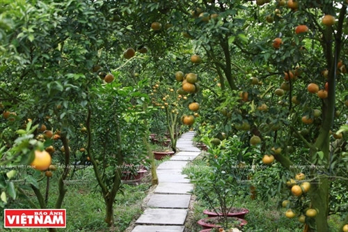 “Vương quốc” quýt hồng Lai Vung ảnh 10