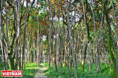 “Vương quốc” quýt hồng Lai Vung ảnh 1