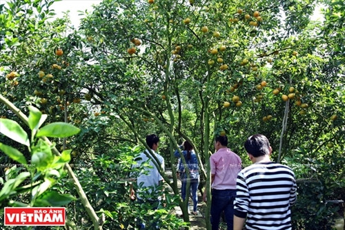 “Vương quốc” quýt hồng Lai Vung ảnh 11