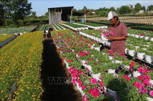 Chăm sóc hoa kiểng phục vụ Tết của bà con phường Tân Quy Đông, thành phố Sa Đéc. Ảnh: Nguyễn Văn Trí –TTXVN Chăm sóc hoa kiểng phục vụ Tết của bà con phường Tân Quy Đông, thành phố Sa Đéc. Ảnh: Nguyễn Văn Trí –TTXVN