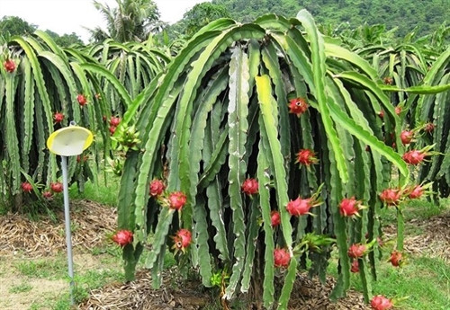 Làm giàu trên vùng đất khô cằn Bình Thuận ảnh 1 Làm giàu trên vùng đất khô cằn Bình Thuận ảnh 1