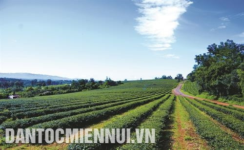 Thị xã Gia Nghĩa nổi tiếng với những đồi chè xanh mướt