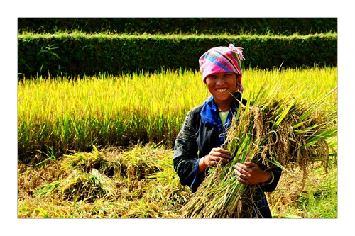 Gạo Séng Cù - tinh hoa núi rừng Tây Bắc ảnh 3 Gạo Séng Cù - tinh hoa núi rừng Tây Bắc ảnh 3