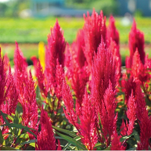 Làng hoa Sa Đéc – Danh thơm trăm tuổi ảnh 3