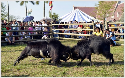 Ngày 4/2/2017 (mùng 8 tháng Giêng năm Đinh Dậu), tại Làng Văn hóa – Du lịch các dân tộc Việt Nam, Đông Mô (Sơn Tây, Hà Nội), Bộ Văn hóa Thể thao và Du lịch phối hợp với Ban quản lý Làng Văn hóa – Du lịch cùng các Ban, ngành trung ương và các địa phương tổ chức khai mạc Ngày hội “Sắc xuân trên mọi miền Tổ quốc 2017”. Chủ tịch nước Trần Đại Quang tới dự chúc tết và tặng quà cho đông bào các dân tộc tham gia Ngày hội. Trong ảnh: Chọi dê tại Ngày hội. Ảnh: Thanh Hà – TTXVN Ngày 4/2/2017 (mùng 8 tháng Giêng năm Đinh Dậu), tại Làng Văn hóa – Du lịch các dân tộc Việt Nam, Đông Mô (Sơn Tây, Hà Nội), Bộ Văn hóa Thể thao và Du lịch phối hợp với Ban quản lý Làng Văn hóa – Du lịch cùng các Ban, ngành trung ương và các địa phương tổ chức khai mạc Ngày hội “Sắc xuân trên mọi miền Tổ quốc 2017”. Chủ tịch nước Trần Đại Quang tới dự chúc tết và tặng quà cho đông bào các dân tộc tham gia Ngày hội. Trong ảnh: Chọi dê tại Ngày hội. Ảnh: Thanh Hà – TTXVN
