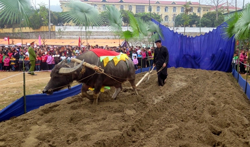 Ngày 4/2/2017, trong không khí phấn khởi đầu xuân năm mới Đinh Dậu - 2017, huyện Chiêm Hóa, tỉnh Tuyên Quang đã tổ chức Lễ hội Lồng Tông – ngày hội xuống đồng. Đây là Lễ hội truyền thống, đặc sắc của đồng bào dân tộc Tày tỉnh Tuyên Quang được tổ chức vào mồng 8 tháng giêng âm lịch hàng năm với mong ước cầu một năm mới mưa thuận, gió hoà, mùa màng bội thu, nhà nhà ấm no hạnh phúc... Trong ảnh: Cùng trâu xuống ruộng cày tại lễ hội Lồng Tông. Ảnh: Quang Đán – TTXVN Ngày 4/2/2017, trong không khí phấn khởi đầu xuân năm mới Đinh Dậu - 2017, huyện Chiêm Hóa, tỉnh Tuyên Quang đã tổ chức Lễ hội Lồng Tông – ngày hội xuống đồng. Đây là Lễ hội truyền thống, đặc sắc của đồng bào dân tộc Tày tỉnh Tuyên Quang được tổ chức vào mồng 8 tháng giêng âm lịch hàng năm với mong ước cầu một năm mới mưa thuận, gió hoà, mùa màng bội thu, nhà nhà ấm no hạnh phúc... Trong ảnh: Cùng trâu xuống ruộng cày tại lễ hội Lồng Tông. Ảnh: Quang Đán – TTXVN