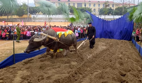 Ngày 4/2/2017, trong không khí phấn khởi đầu xuân năm mới Đinh Dậu - 2017, huyện Chiêm Hóa, tỉnh Tuyên Quang đã tổ chức Lễ hội Lồng Tông – ngày hội xuống đồng. Đây là Lễ hội truyền thống, đặc sắc của đồng bào dân tộc Tày tỉnh Tuyên Quang được tổ chức vào mồng 8 tháng giêng âm lịch hàng năm với mong ước cầu một năm mới mưa thuận, gió hoà, mùa màng bội thu, nhà nhà ấm no hạnh phúc... Trong ảnh: Cùng trâu xuống ruộng cày tại lễ hội Lồng Tông. Ảnh: Quang Đán – TTXVN