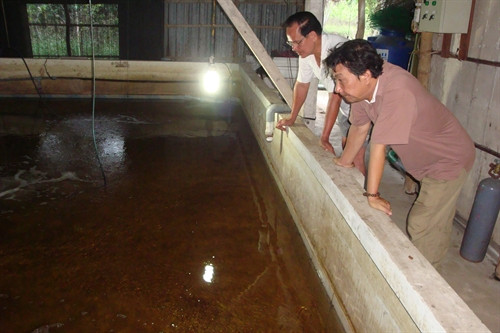 Ươm cá chình tronng bể xi măng